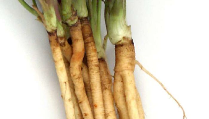 Daucus Carota. Origen, Descripción, Cultivo, Cuidados, Propiedades