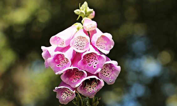 digitalis purpurea