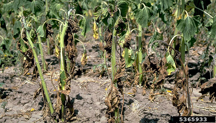 20 Enfermedades Más comunes Que Afectan a las Plantas.Virus, Bacterias Y Hongos