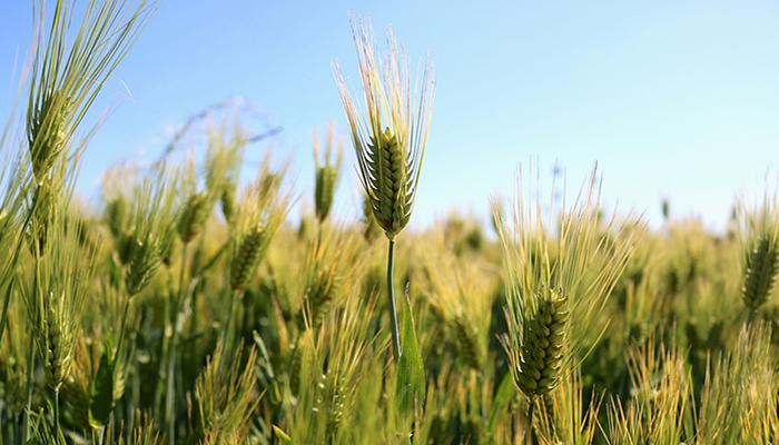 Escanda O Trigo. Origen, Descripción, Variedades, Cultivo, Cuidados Y Usos