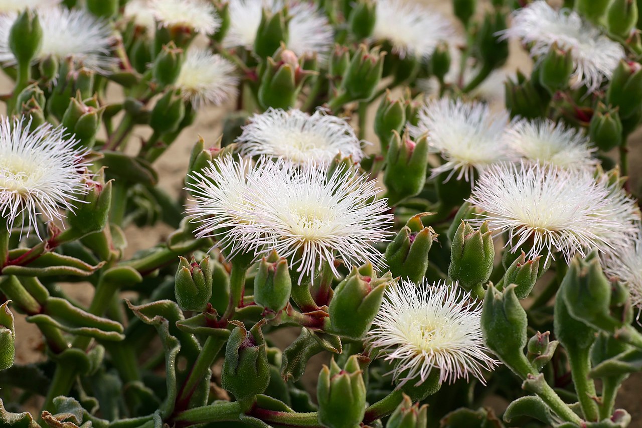 Familia Aizoaceae