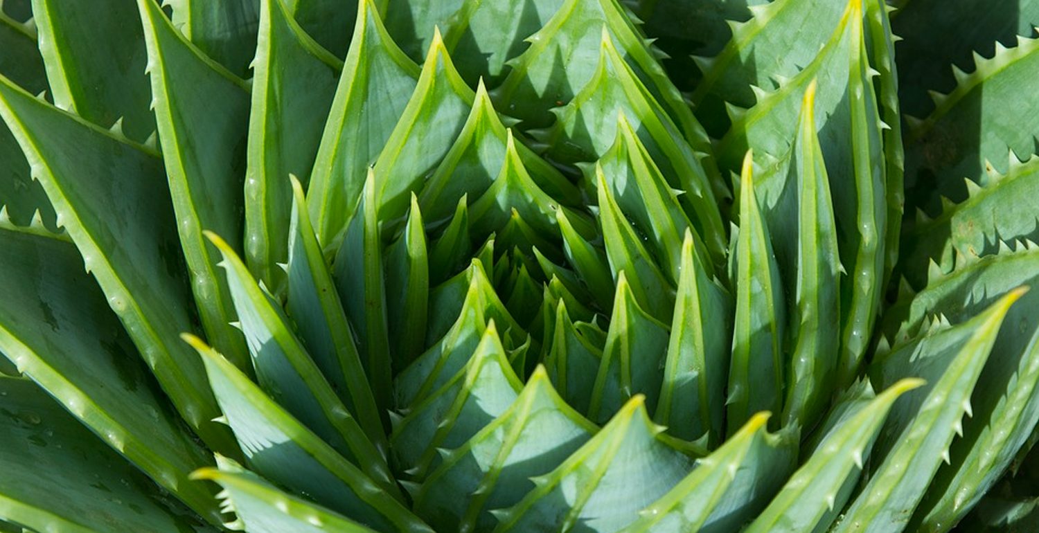 Familia Asphodelaceae