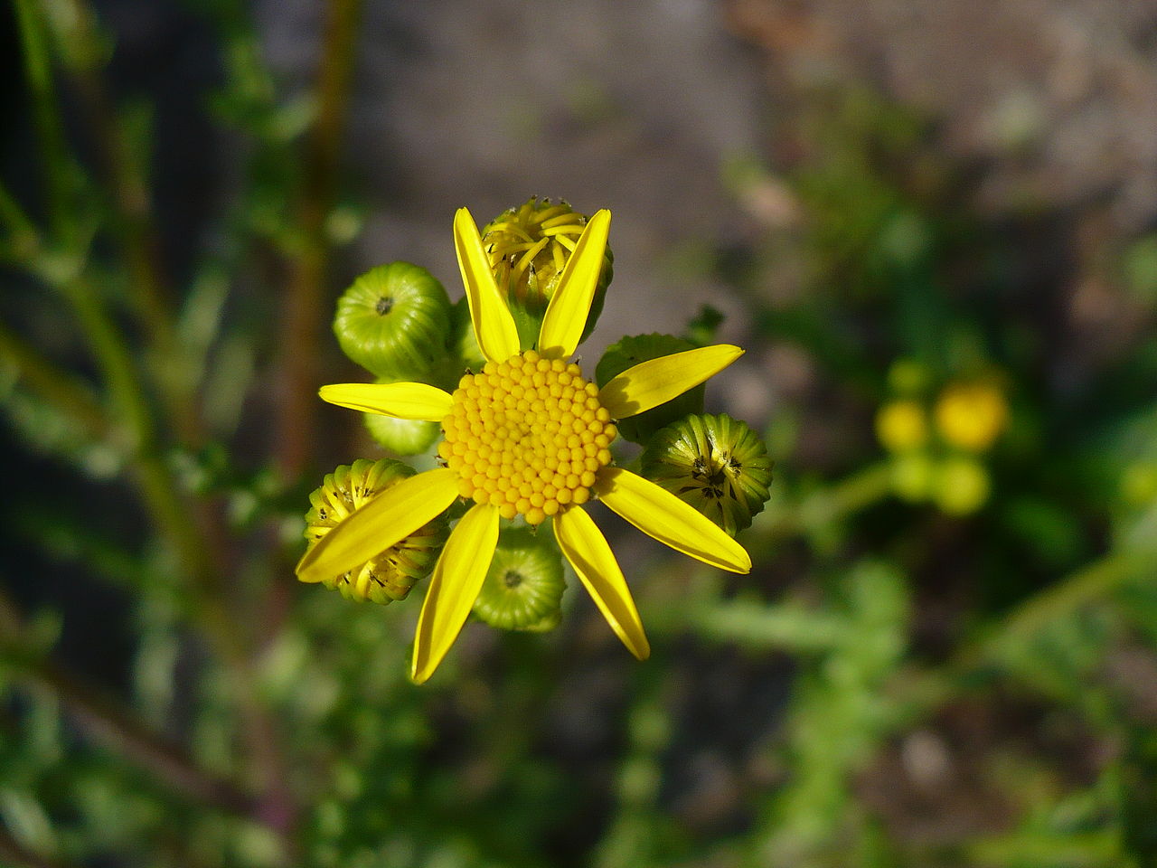 Familia Asteraceae