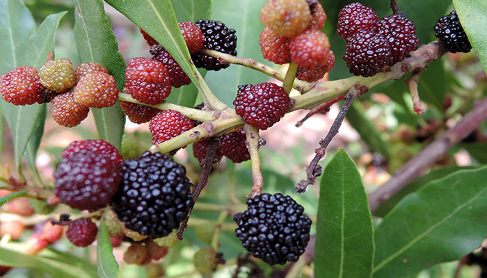 Faya Morella (Myrica faya). Origen, Descripción, Cultivo, Cuidados Y Usos