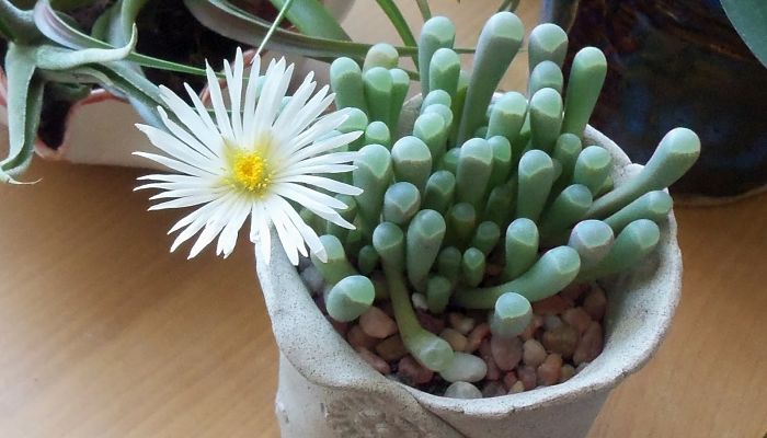 Fenestraria: Origen, Descripción, Botánica, Tipos, Cultivos Y Más