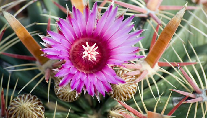 Ferocactus Latispinus. Origen, descripción, Cultivo, Cuidados, Propiedades.