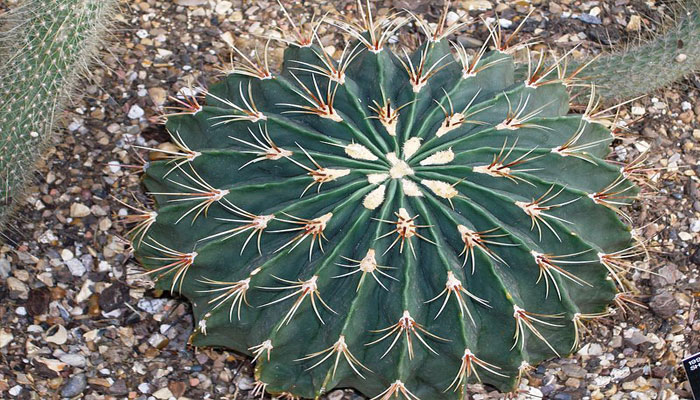 Ferrocactus histrix. Origen, Descripción, Variedades, Cultivo, Cuidados Y Usos