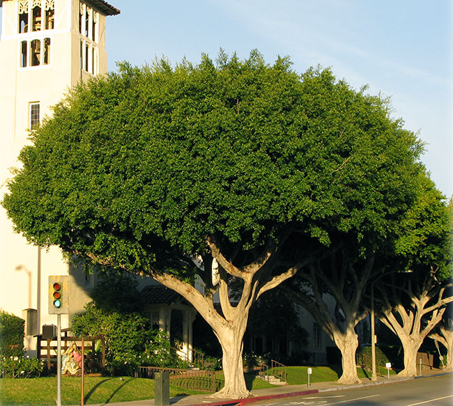 Ficus: tipos, características, tamaños, variedad y colores.