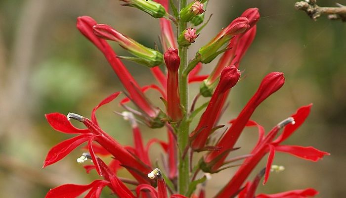 Flor Cardinal. Origen, Descripción, Cultivo, Cuidados, Propiedades