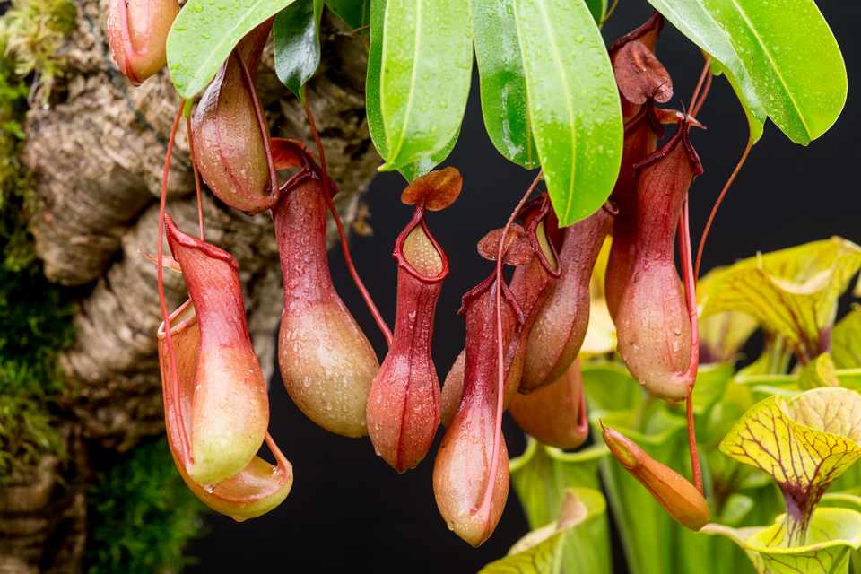 Flor Nepenthes: Tipos, significados, características