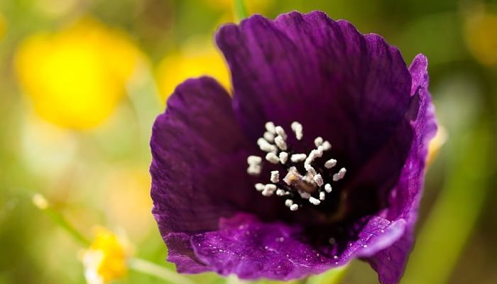 Flores De Amapola Morada. Origen, Descripción, Cultivo, Cuidados, Propiedades