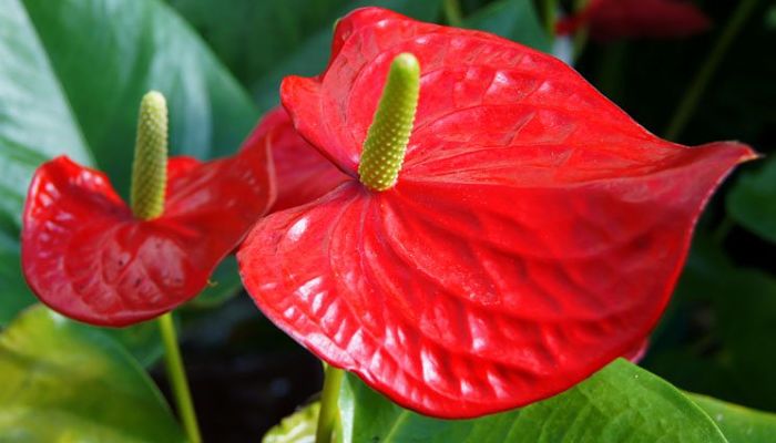 Flores De Anthurium. Origen, Descripción, Cultivo, Cuidados, Propiedades