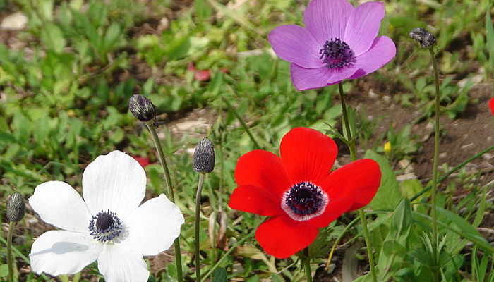 Flores De Perdiz. Origen, Descripción, Cultivo, Cuidados, Propiedades