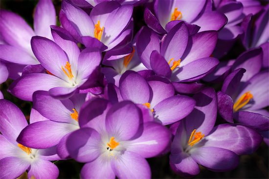 Flores moradas: fotos, tipos, significado, características, imágenes