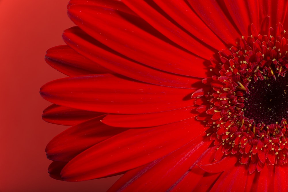 Flores rojas: fotos, tipos, significado, características, imágenes