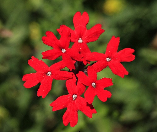 Flores silvestres: fotos, tipos, significado, características, imágenes