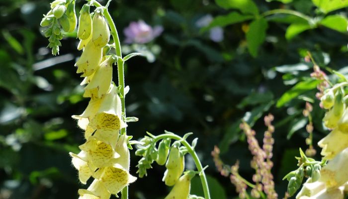 Foxglove Amarillo. Origen, Descripción, Cultivo, Cuidados, Propiedades