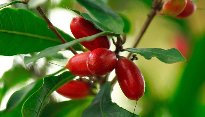 Fruta Milagrosa. Origen, Descripción, Cultivo, Cuidados, Propiedades