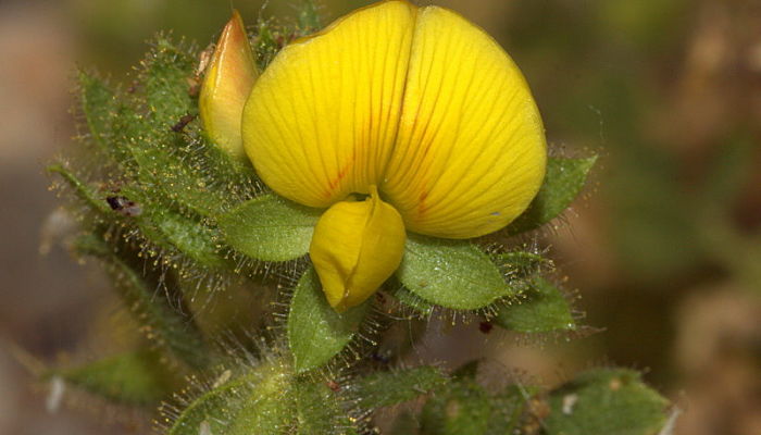 Garbancera. Origen, Descripción, Cultivo, Cuidados, Propiedades.