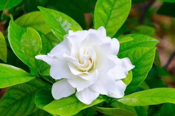 Gardenia: fotos, tipos, significado, características, imágenes