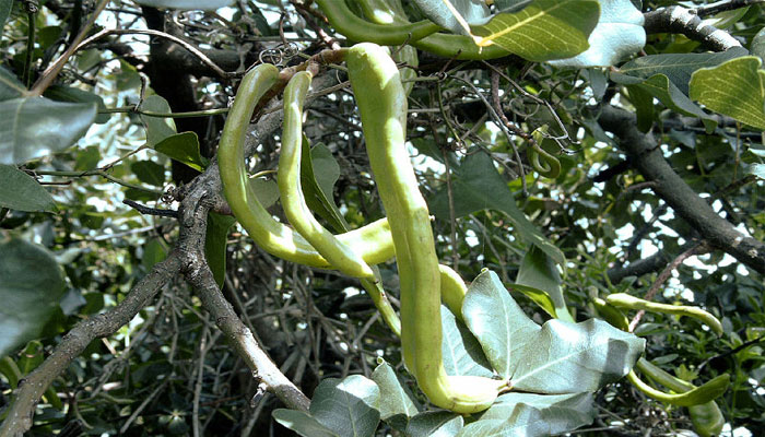 Garrofero (Ceratonia siliqua). Origen, Descripción, Variedades, Cultivo, Cuidados Y Usos