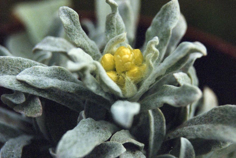 Género Helichrysum