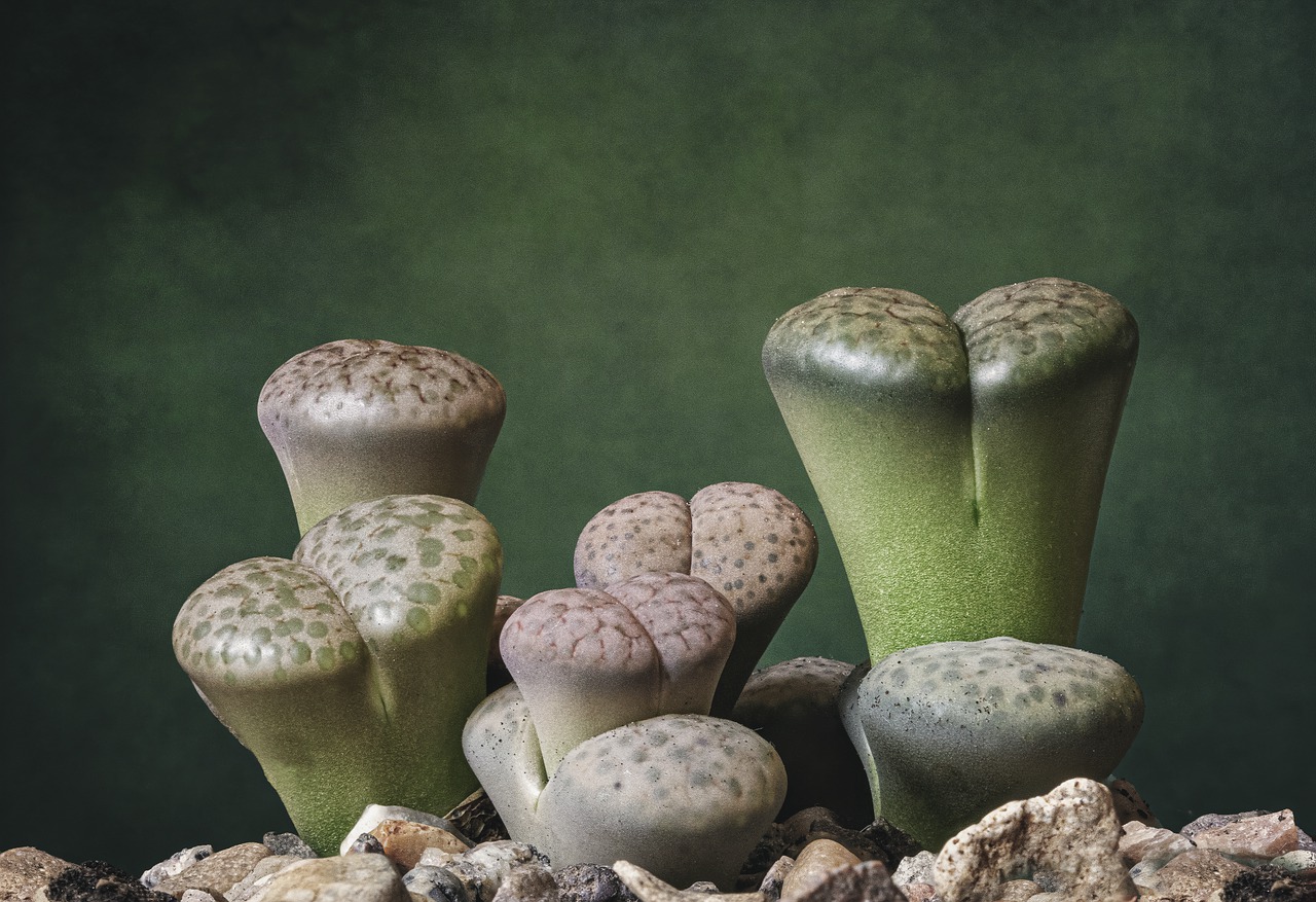 Género Lithops