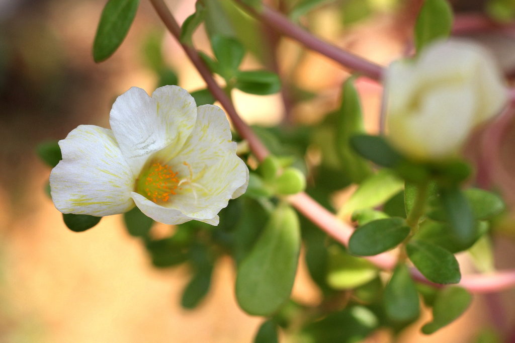 Género Portulaca