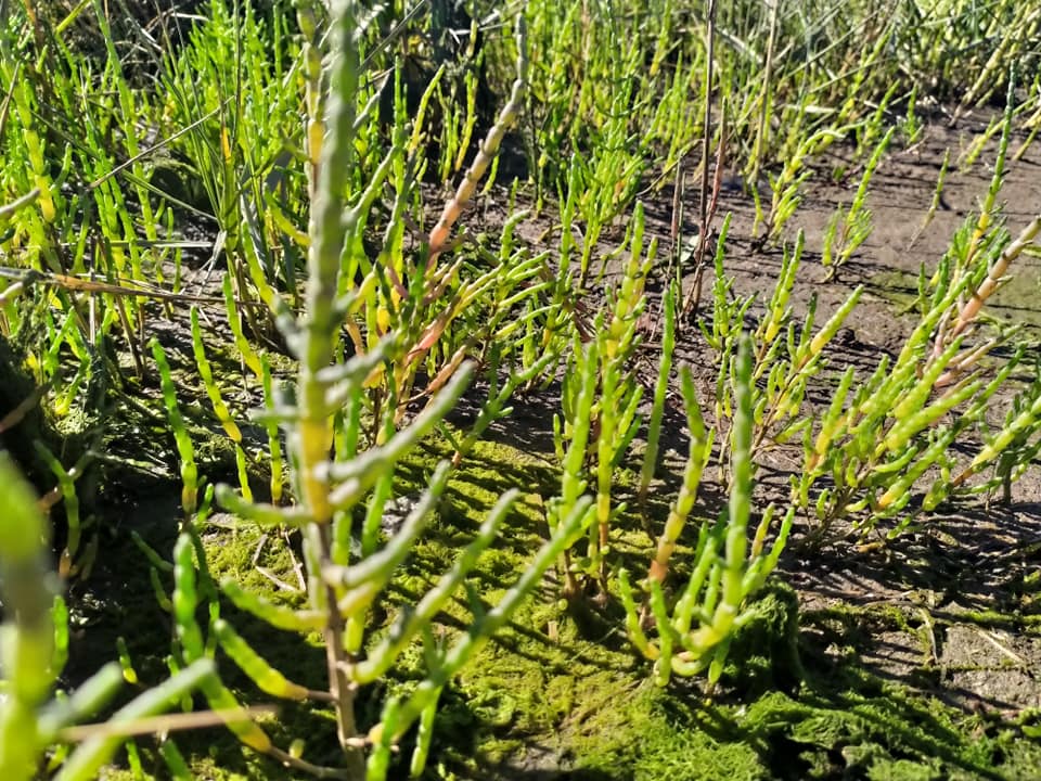 Género Salicornia