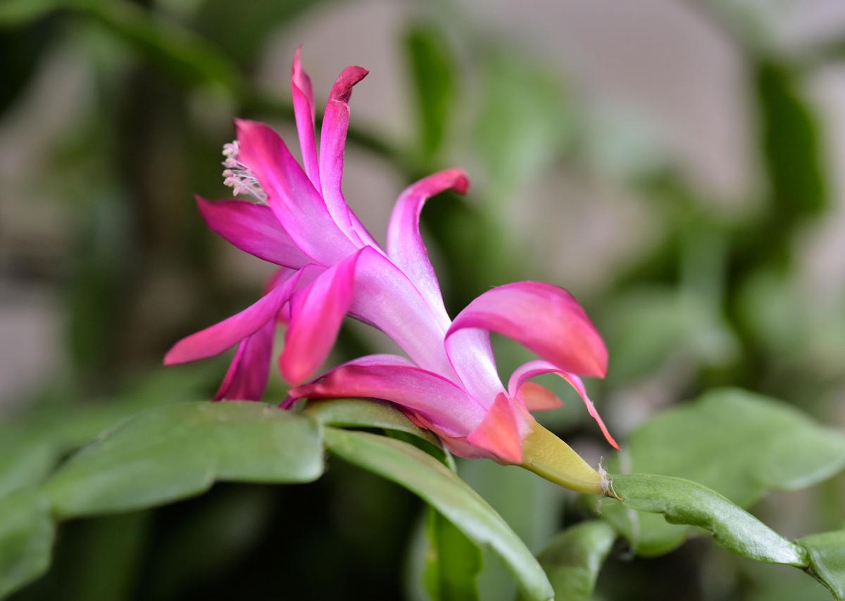 Género Schlumbergera