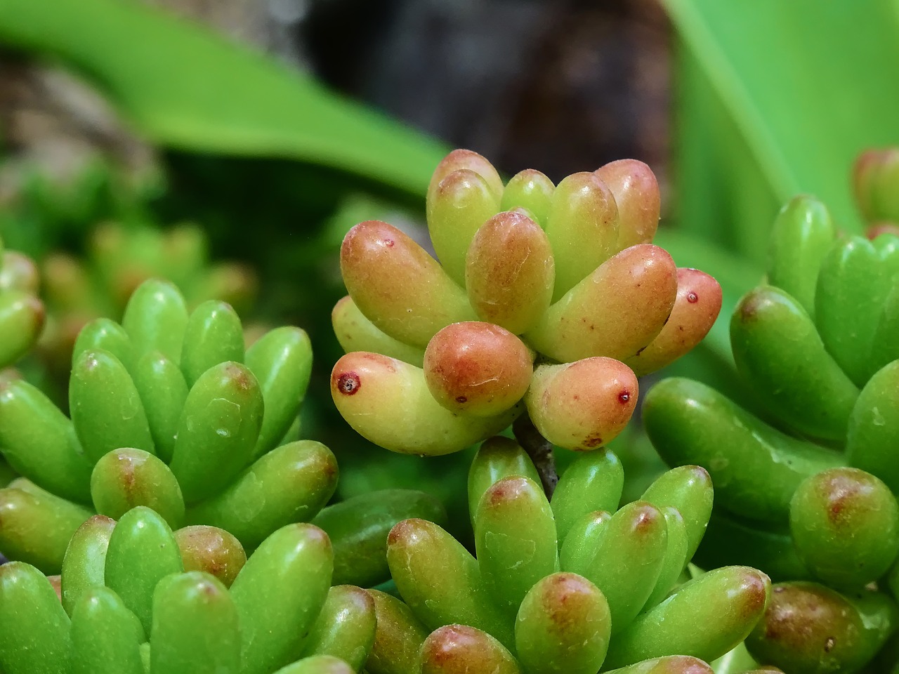 Género Sedum