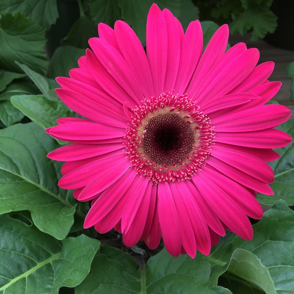 Gerbera: fotos, tipos, significado, características