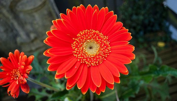 Gerberas Rojas. Origen, Descripción, Cultivo, Cuidados, Propiedades