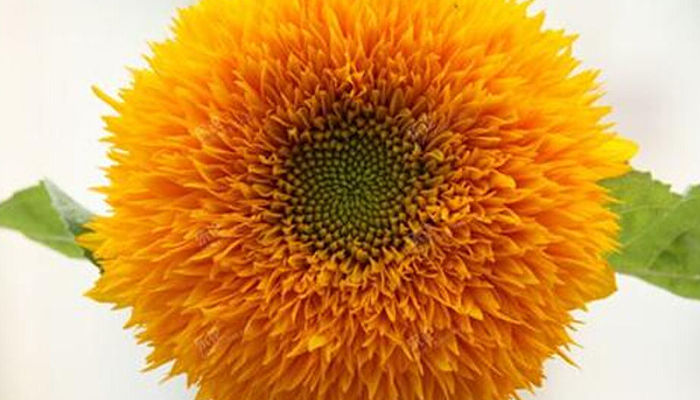 Girasol Del Oso de Peluche. Origen, Descripción, Cultivo, Cuidados, Propiedades