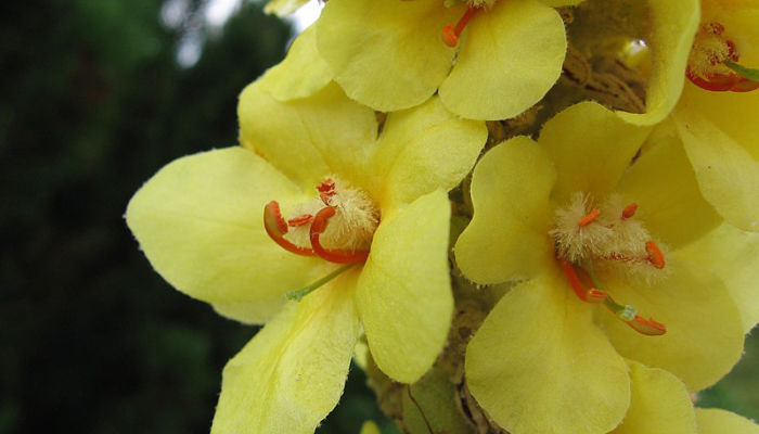 Gordolobo. Origen, Descripción, Cultivo, Cuidados, Propiedades