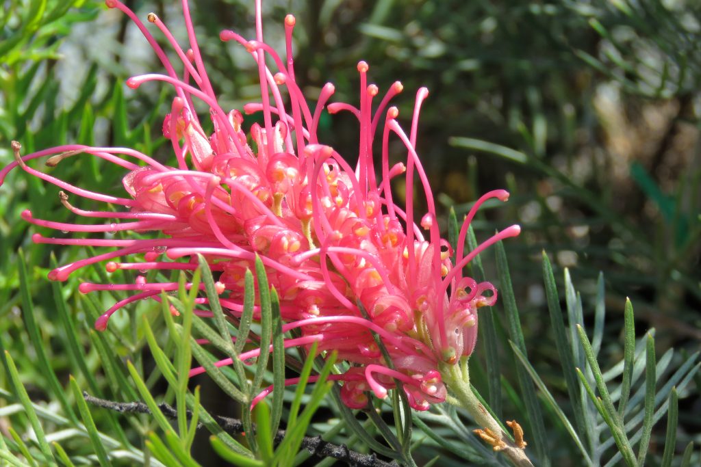 Grevillea. Origen, Descripción, Variedades, Cultivo, Cuidados Y Usos