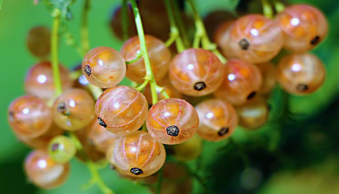 Grosellera. Origen, Descripción, Variedades, Cultivo, Cuidados Y Usos