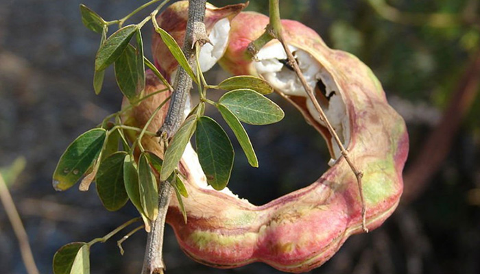 Guamúchil (Pithecellobium Dulce). Origen, Descripción, Cultivo, Cuidados Y Usos