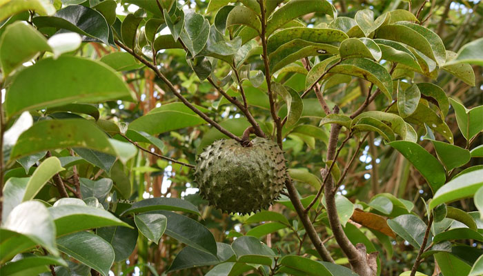 Guanábana (Annona muricata). Qué Es, Tipos, Cómo se propaga, Cuidados Y Usos