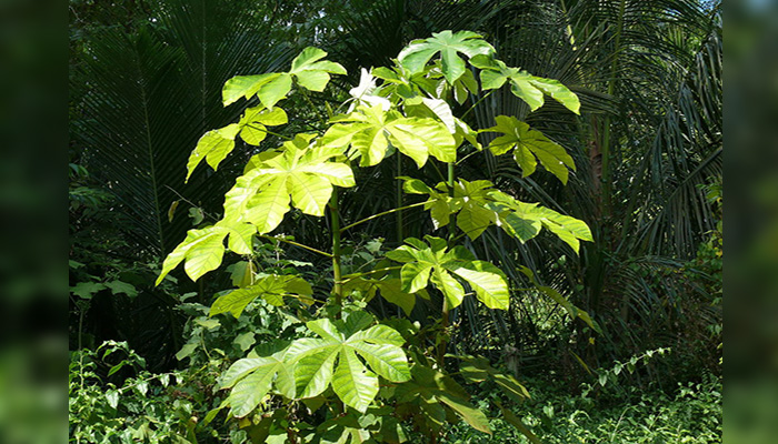 Guaruma (Cecropia peltata). Origen, Taxonomía, Descripción, Cultivo Y Usos.