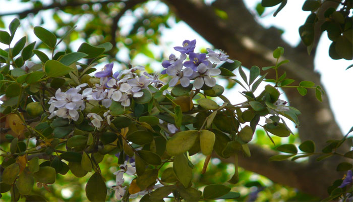 Guayacán (Guaiacum officinale). Origen, Descripción, Cultivo y Usos