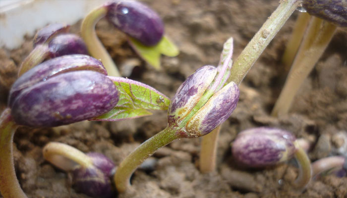 Habichuela. Origen, Características, Variedades, Cultivo, Cuidados Y Usos