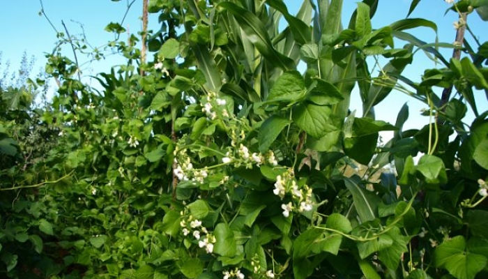 Habones. Origen, Descripción, Cultivo, Cuidados, Propiedades