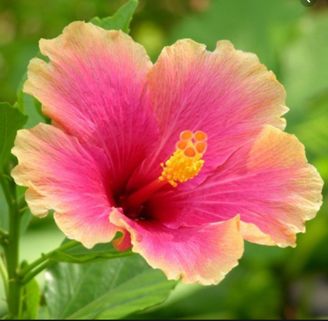 Hibiscus