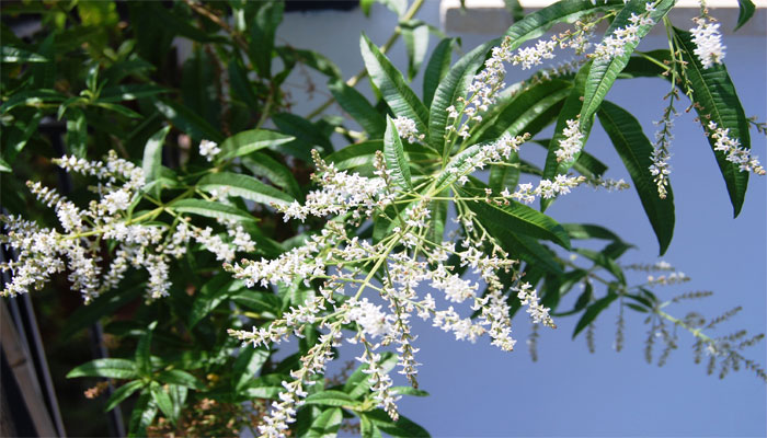 Hierba Luisa. Origen, Descripción, Cultivo, Cuidados Y Usos