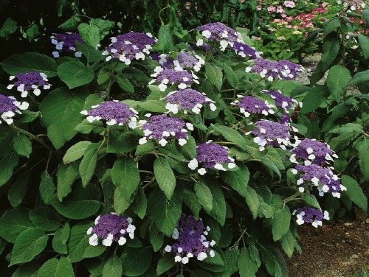 Hydrangea aspera