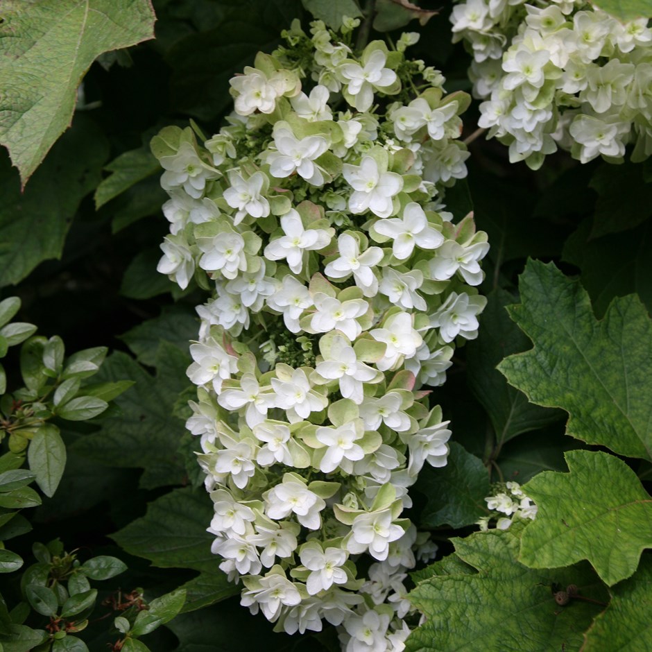 Hydrangea quercifolia