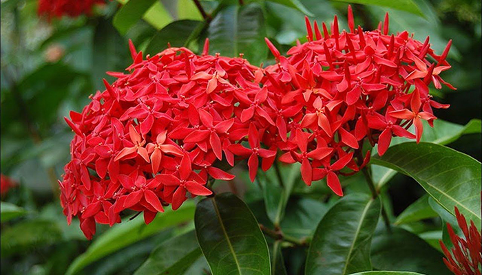 Ixora. Origen, Descripción, Cultivo, Cuidados Y Curiosidades