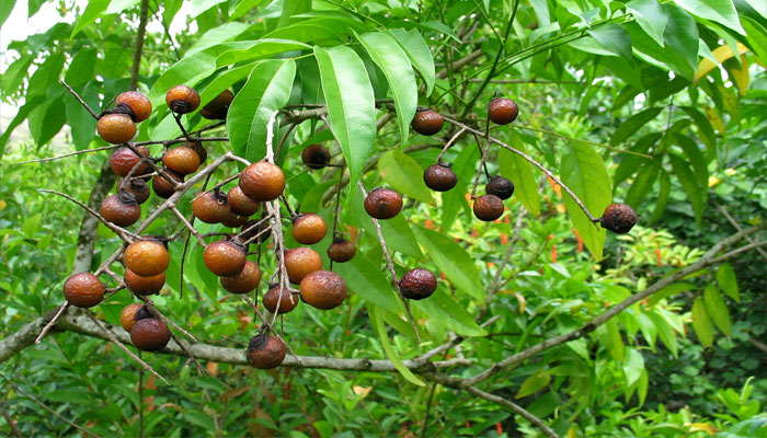 Jaboncillo. Origen, Descripción, Variedades, Cultivo, Cuidados Y Usos