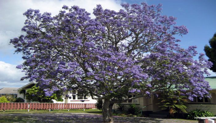 Jacaranda. Origen, Descripción, Variedades, Cultivo, Cuidados Y Usos